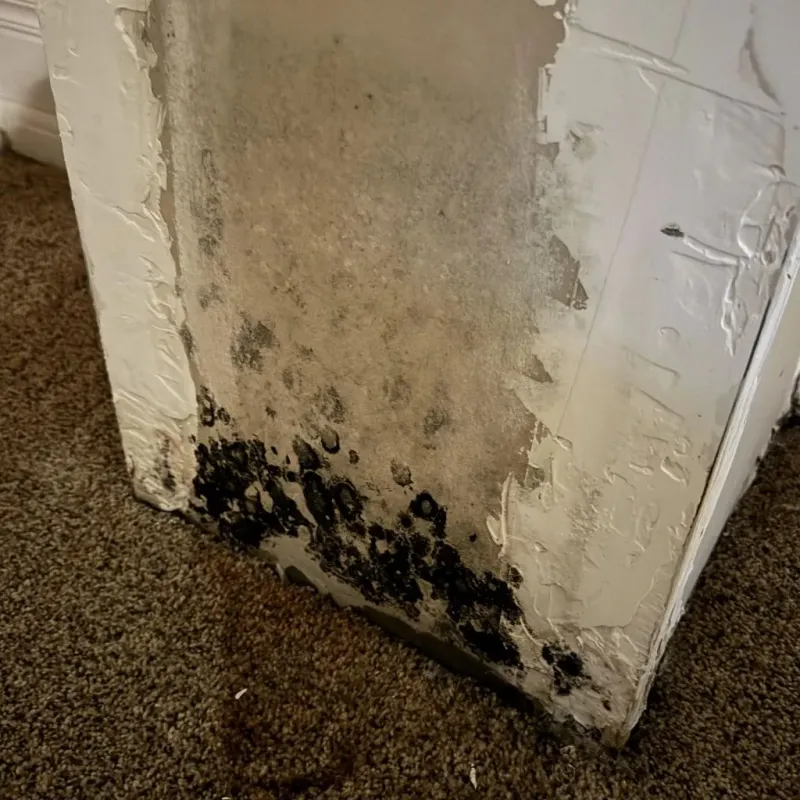 Professional Mold Removal in Springerville, AZ